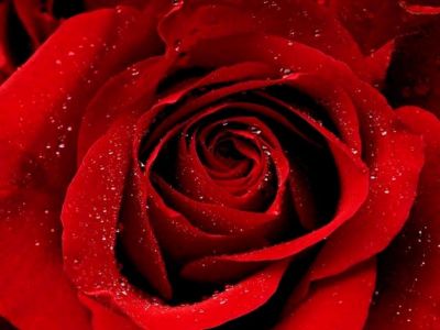 La rose